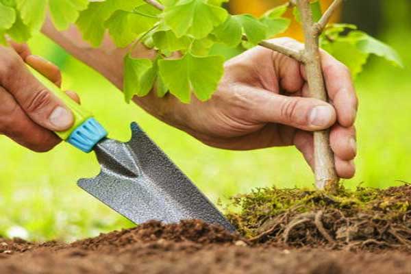 آغاز بهار بهترین زمان برای کاشت چه گیاهانی است؟